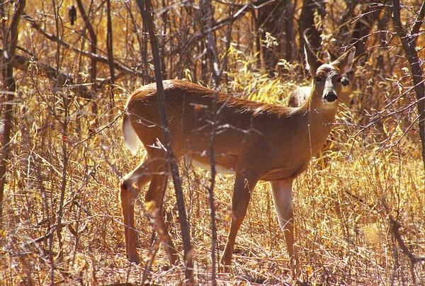 Whitetail Deer Inquiry — Stock Photo, Image