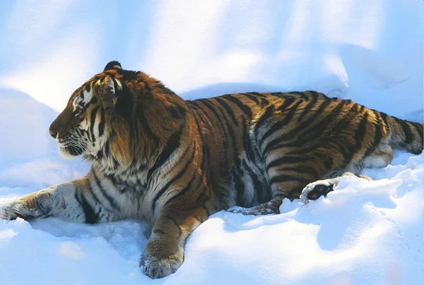 Siberian Tiger Cameo — Stock Photo, Image