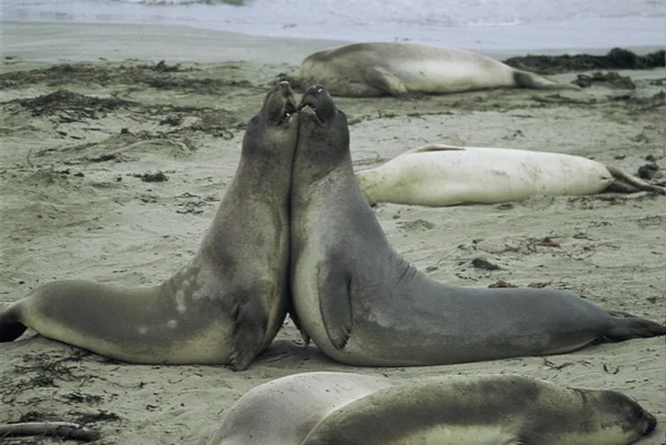 Elephant Seal Standoff — Stock Photo, Image