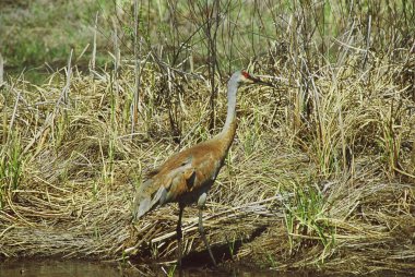 sandhill crane çalışma