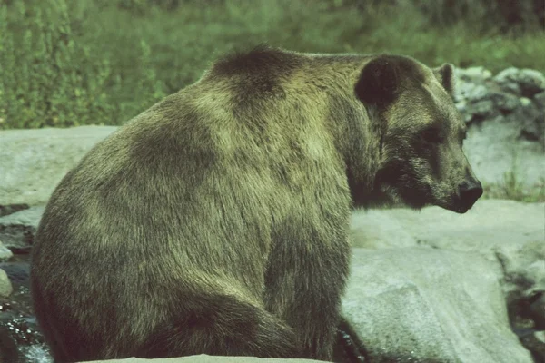 Aljašský medvěd grizzly — Stock fotografie