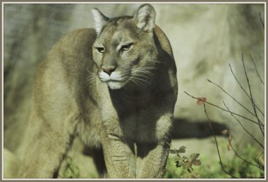 soliter Puma yoğunluğu