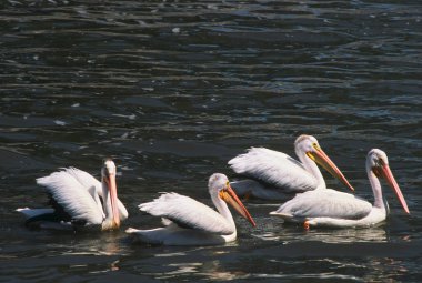 Beyaz Pelikan flotilla