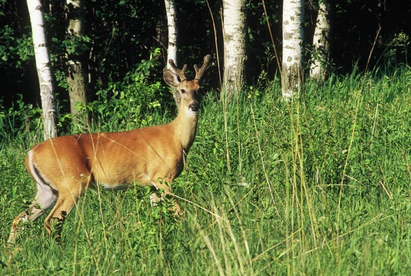 在夏天的白尾鹿巴克 — 图库照片