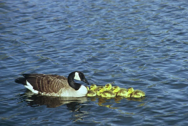 Kanadai lúd Brood — Stock Fotó