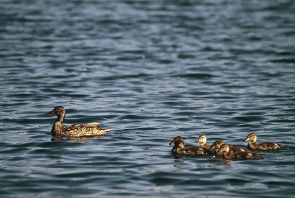 Stockente und Entchen — Stockfoto