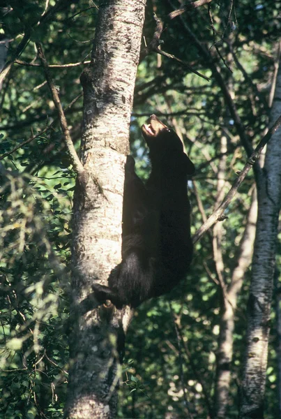 Árvore Top Escape - Black Bear Cub — Fotografia de Stock