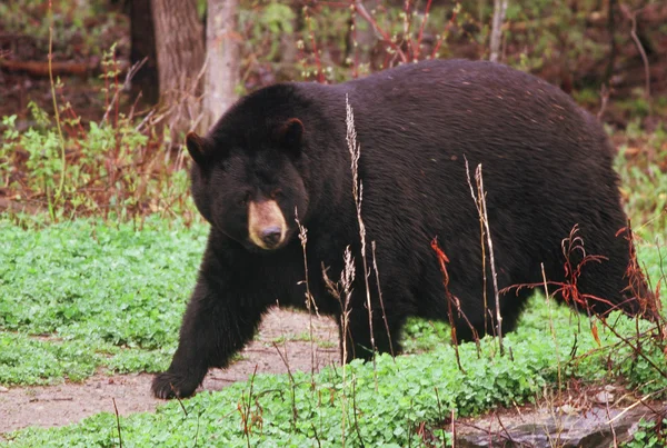 Världens största Black Bear — Stockfoto