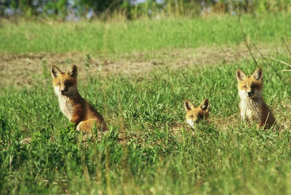 Renard roux chiots par leur repaire — Photo