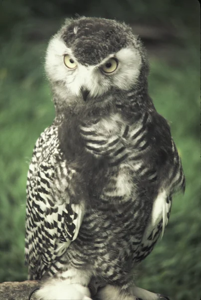 年轻的雪鸮 — 图库照片