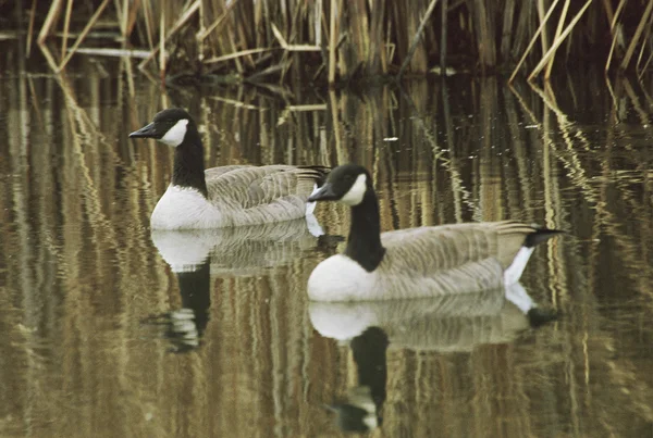 Reflejos de ganso canadiense — Foto de Stock