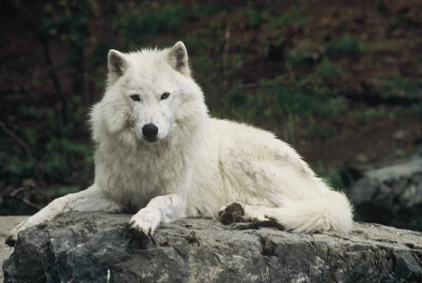 Σκεπτικός Αρκτική λύκος Εικόνα Αρχείου