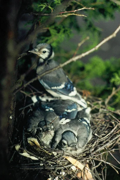 Blue Jay Nestlings e genitore Foto Stock