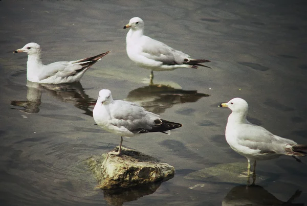 Un cuarteto de gaviotas Imagen De Stock