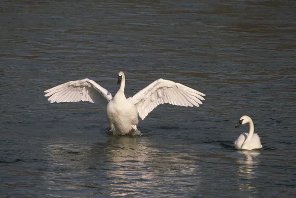 Cisnes trompetistas en el río Fotos De Stock