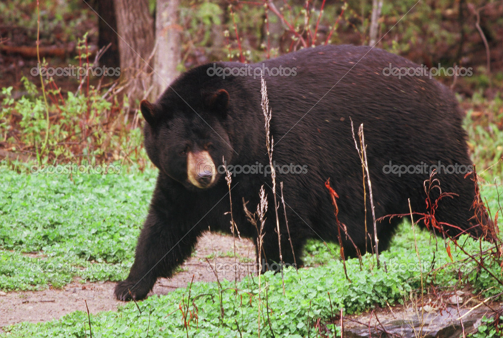 World's Largest Black Bear — Stock Photo © Jeff16WC 32774835