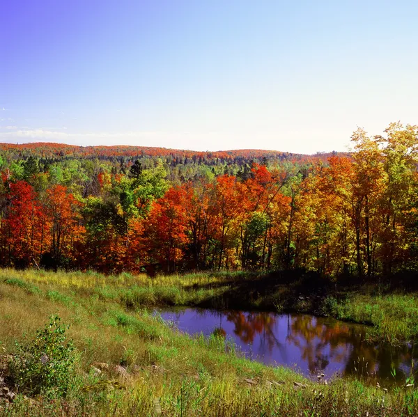 Palette de couleurs d'automne - Forêt nationale supérieure — Photo