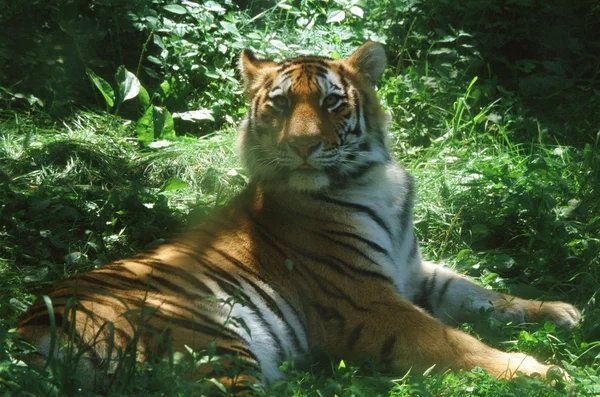 Regal Tiger Awakening — Stock Photo, Image