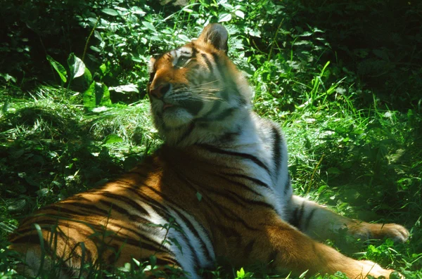 Coger la luz del ojo del tigre — Foto de Stock