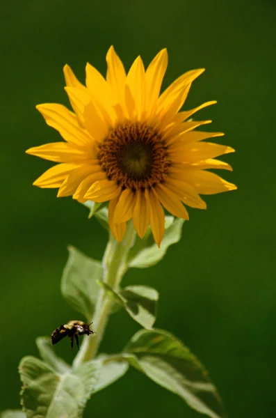 Bumblebee and Sunflower — Stock Photo, Image