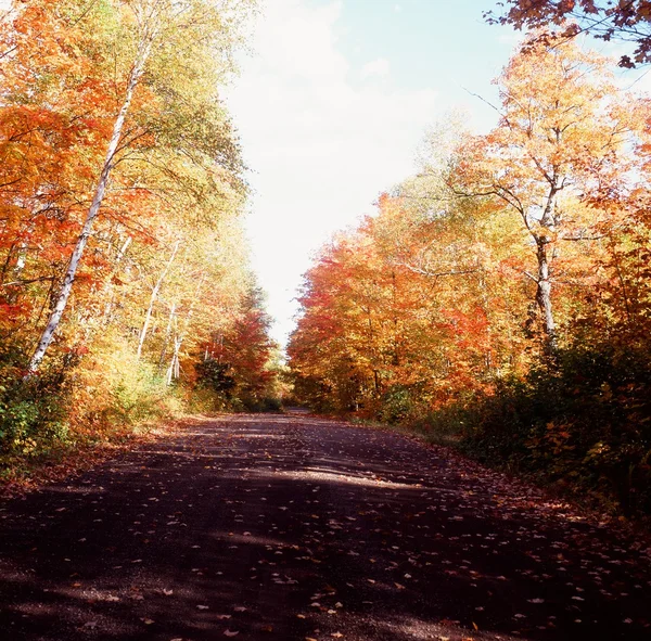 Otoño en el Bosque Nacional Superior - Minnesota —  Fotos de Stock