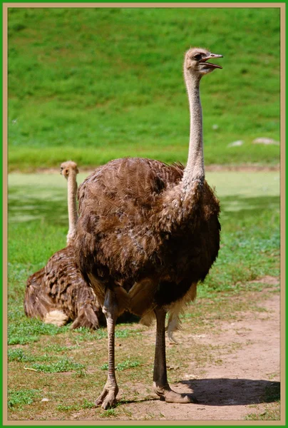 Deuce Ostrich — Stock Photo, Image