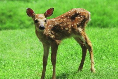 Yaz whitetail geyik fawn