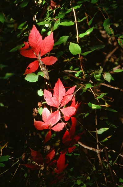 Herfst blad motief — Stockfoto