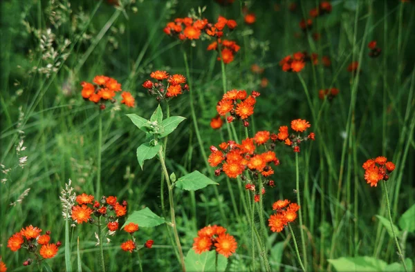 Hawkweed laranja no prado verde — Fotografia de Stock