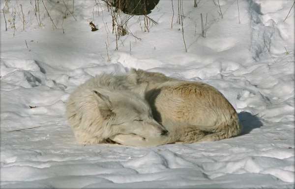 Soneca de lobo de inverno - minnesota — Fotografia de Stock