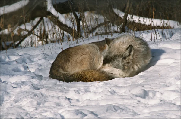 Zimní vlk nap v Minnesotě — Stock fotografie