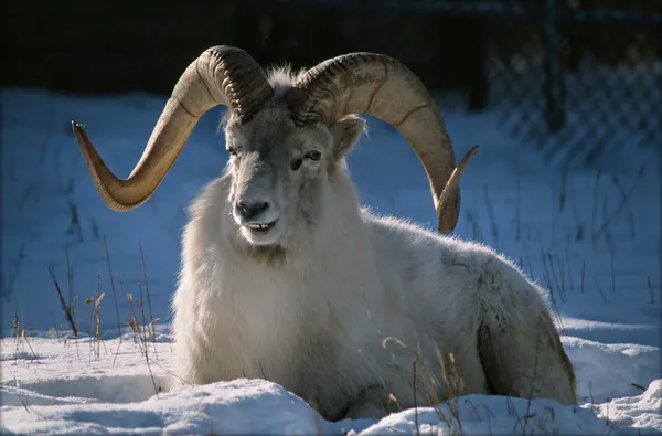 Momentary Ram Attention — Stock Photo, Image