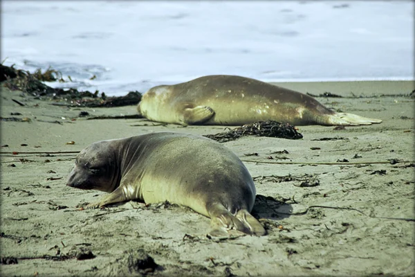 Young Elephant Seals on Beach - San Simeon, California — Stock Photo, Image
