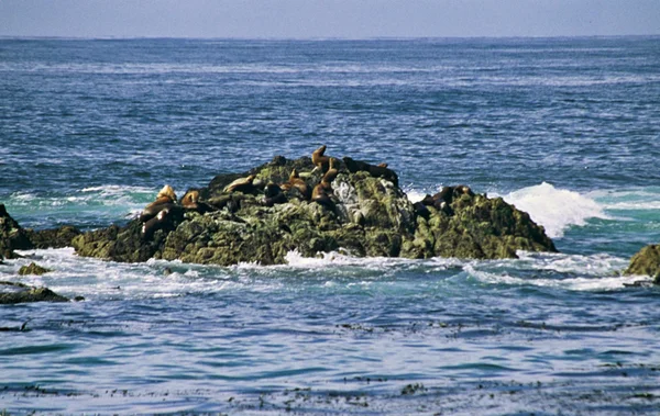 Портовые тюлени на вершине скалы - Калифорния — стоковое фото
