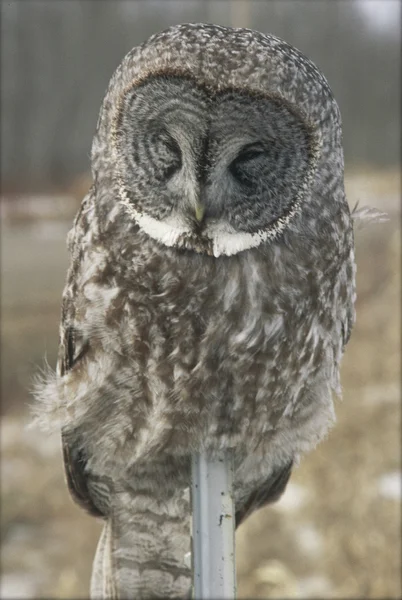 Napping Great Gray Owl — Stock Photo, Image