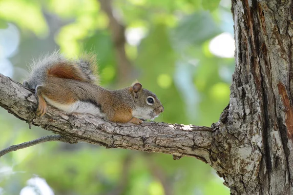 Shaded Summer Closeup Red Squirrel Laying Large Tree Branch — Stock Photo, Image