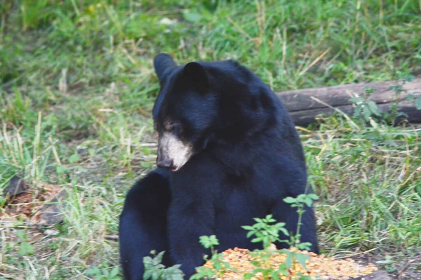 Летний Захват Взрослого Черного Медведя Сидящего Отдыхающего Сорняковом Лугу — стоковое фото