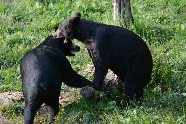 Summer Capture Pair North American Black Bears Interacting Grassy Louka — Stock fotografie