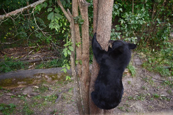 Summer Capture Black Bear Cub Climbing Small Tree Trunk Vince — Stock Photo, Image