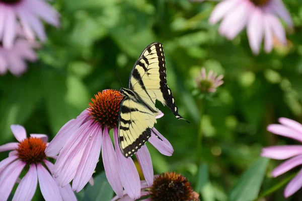 Engaging Summer Closeup Eastern Tiger Swallowtail Butterfly Alighted Purple Cone — Stock Photo, Image