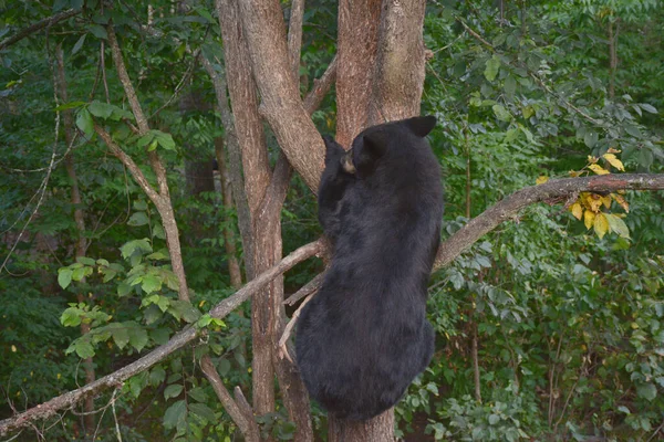 Sommar Tillfångatagande Nordamerikansk Svart Björnunge Klättrar Upp Liten Trädstam — Stockfoto