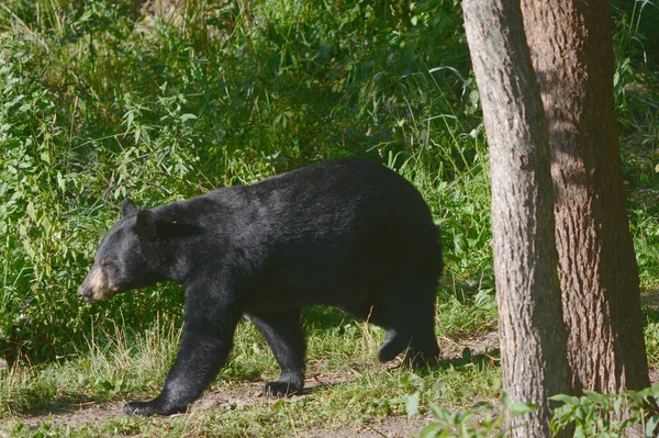 Captura Verão Urso Negro Norte Americano Adulto Caminhando Vagarosamente Longo — Fotografia de Stock