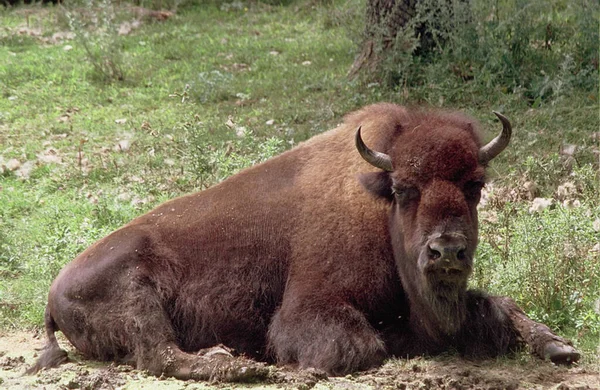 Tranquil Summer Closeup North American Bison Laying Bare Ground — Stock Photo, Image