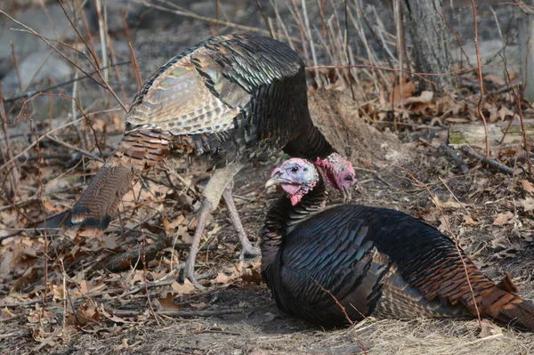 Spring Closeup Pair Wild Turkeys Occupying Littered Woodland Habitat — Foto Stock