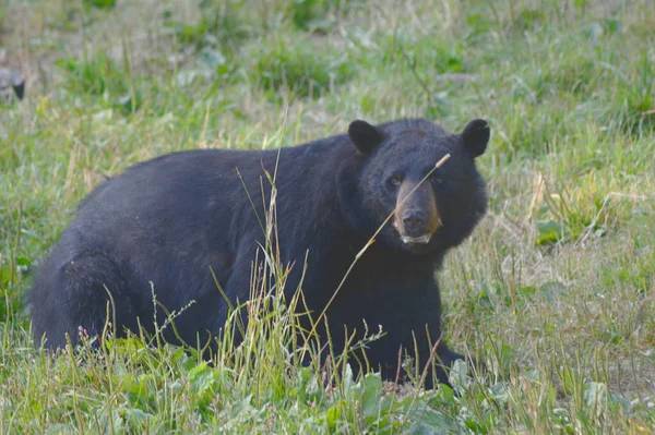 Kuzey Minnesota 'daki Vince Shutte Vahşi Yaşam Sığınağı' nda iri yarı bir siyah ayıyla kısa süreli karşılaşma..