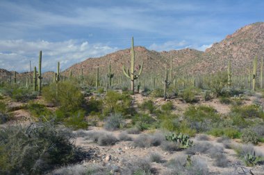 Güney Arizona 'daki Saguaro Ulusal Parkı' nın batı bölümünde panoramik çöl manzarası..