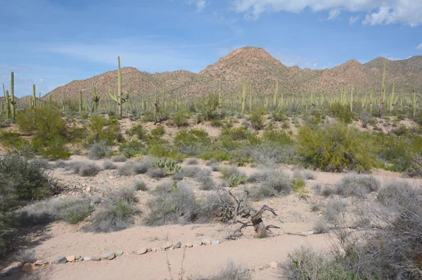 Güney Arizona 'daki Saguaro Ulusal Parkı' nın batı biriminde Sonoran Çölü 'nde güneşli panoramik manzaralar..