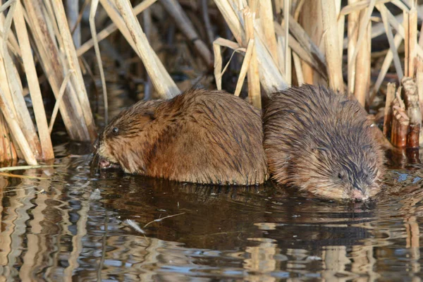 Outono Brilhante Closeup Par Ratos Muskrats Jovens Que Descansam Habitat — Fotografia de Stock