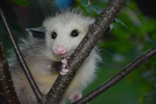 Skuggad Sommar Närbild Ung Opossum Sittande Inom Plommon Träd Grenar — Stockfoto