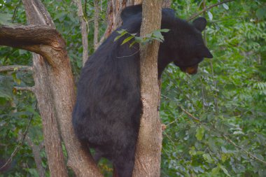 Gölgeli yaz mevsiminde, dağ ormanlarındaki küçük bir ağaca tırmanan genç bir siyah ayı ele geçirildi..
